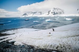 Read more about the article Penguins you might meet in Antarctica