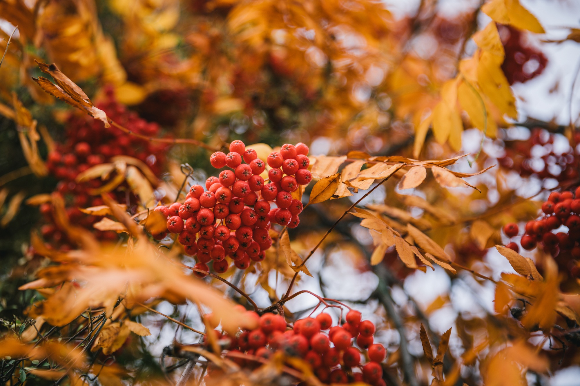 Read more about the article Arrowtown in autumn has earned its reputation